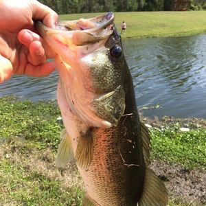 Meet your Posher, Austin